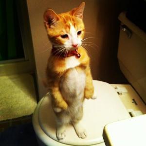 トイレの猫
