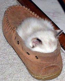 靴の中の猫