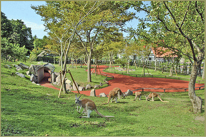 kangaroo-a.gif